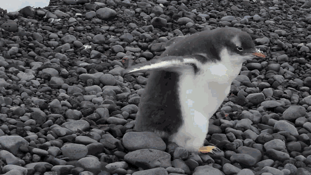 a penguin standing on a pile of rocks