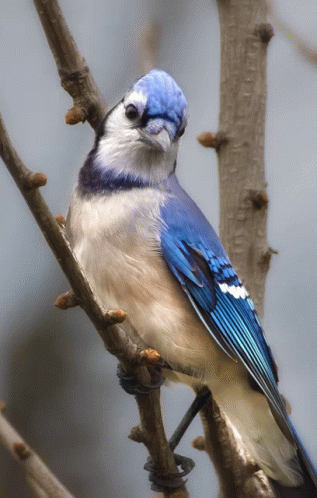 Beautiful Blue Jay GIF