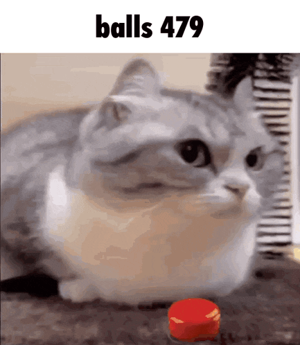 a cat is looking at a red button with the words balls 479 below it