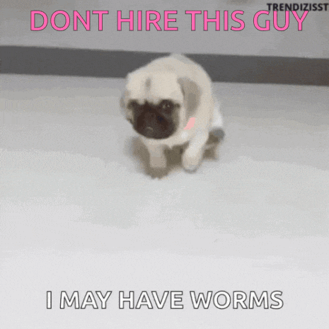 a pug puppy is walking on a white floor and says " dont hire this guy "