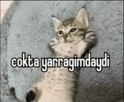 a kitten is laying on its back with the words " cokta yarragamdaydi " written on the bottom