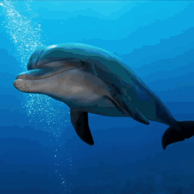 a dolphin is swimming in the ocean with bubbles coming out of its nose