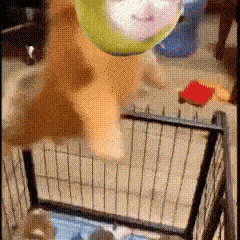 a cat is jumping into a shopping cart with a face on it
