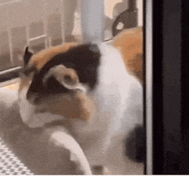 a calico cat is standing in front of a window and looking out .