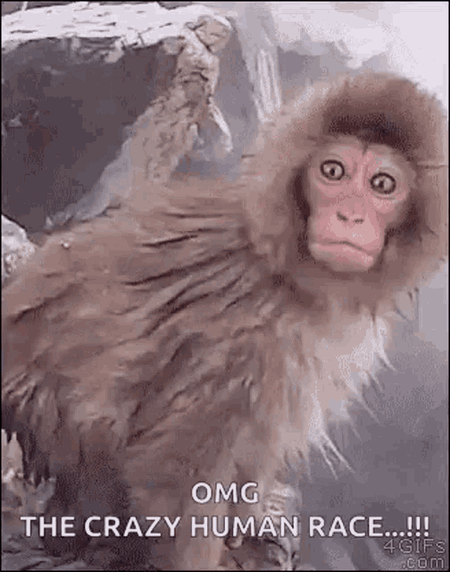 Monkey Omg GIF - Monkey Omg Oh My Gosh GIFs