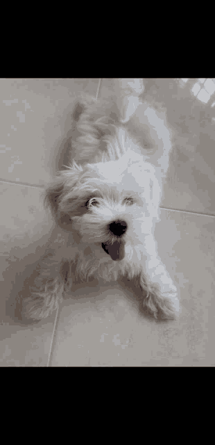 a small white dog laying on its back on a tiled floor