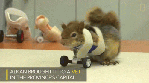 Squirrel Fell Down Karamel The Squirrel GIF - Squirrel Fell Down Karamel The Squirrel A Squirrels Prosthetic Wheels Are The Key To Recovery GIFs