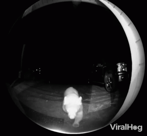 Ring Doorbell Viralhog GIF - Ring Doorbell Viralhog Bear GIFs