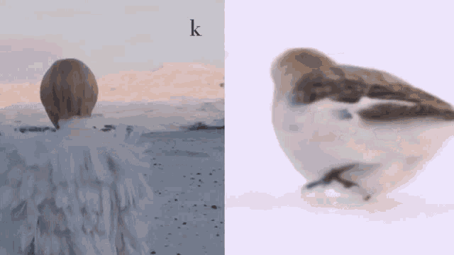 a bird is standing in the snow next to a person with the letter k on the bottom