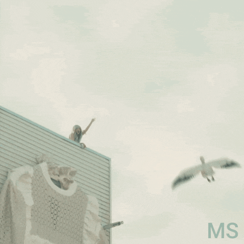 a seagull is flying over a building with the letters ms on the bottom right
