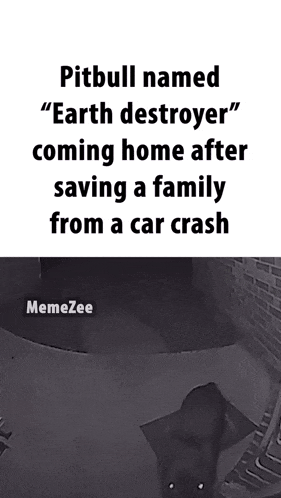 a pitbull named " earth destroyer " is coming home after saving a family from a car crash