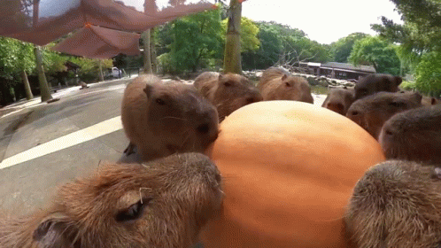 Capybara Capybaras GIF - Capybara Capybaras капибара GIFs