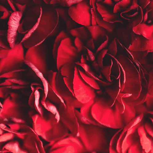 a heart surrounded by red rose petals with fireworks in the background