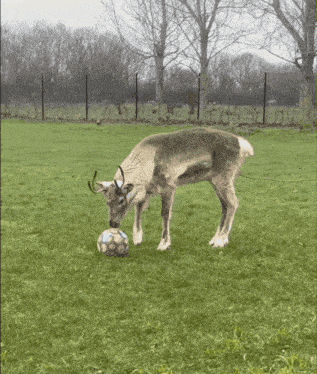 a deer playing with a soccer ball in the grass