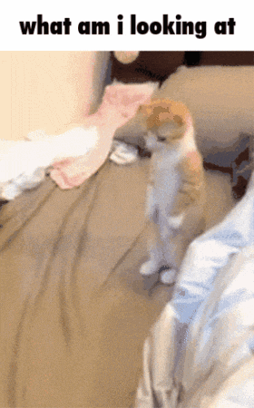 a cat standing on its hind legs next to a bed with the words what am i looking at above it