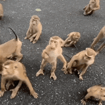 a group of monkeys are standing on the ground and looking at the camera .