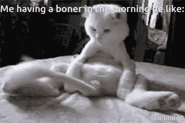 Cat Me Having A Boner In The Morning Be Like GIF - Cat Me Having A Boner In The Morning Be Like Wagging Tail GIFs