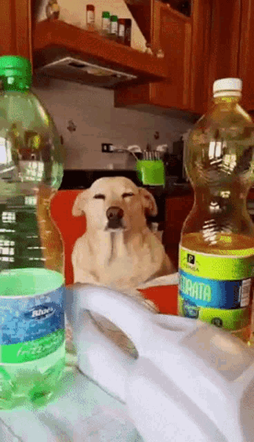 a dog sits in a chair next to a bottle of torata water