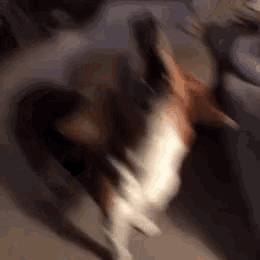 a blurry picture of a brown and white dog laying on its back