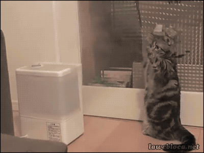 Cat Vs Steam GIF - Cats Humidifier Pawing GIFs