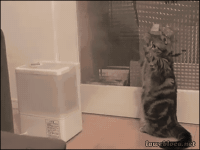 a cat standing on its hind legs in front of a humidifier with the website lawetloca.net written on the bottom