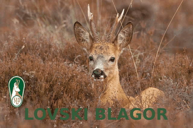 a picture of a deer laying in the grass with the word lovski blagor written below it