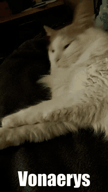 a white cat laying on a black blanket with the name vonaerys