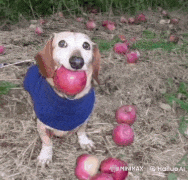 a dachshund in a blue sweater is holding an apple in its mouth