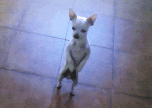 Dog Standing Up GIF - Dog Standing Up Dancing GIFs