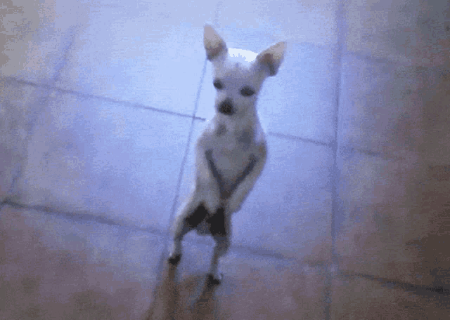 a small white dog standing on its hind legs on a tile floor