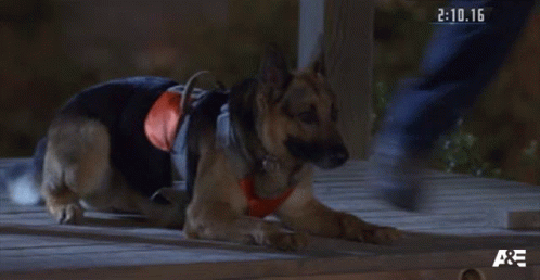 Waiting Americas Top Dog GIF - Waiting Americas Top Dog Stay There GIFs