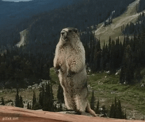 a ground squirrel standing on its hind legs with the word mekki on the bottom