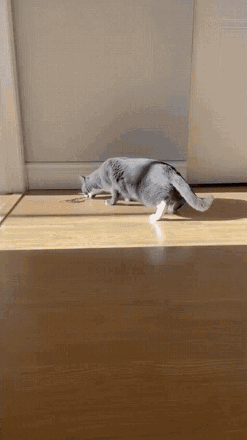 Drunk Cat Cat Weird GIF - Drunk Cat Cat Weird Cat GIFs