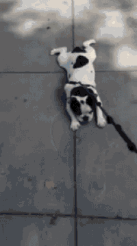 a black and white dog on a leash laying on its back on a sidewalk