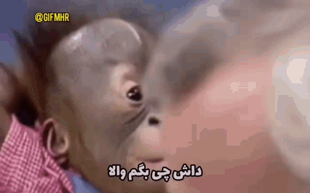 a close up of a baby monkey with a foreign language written on it