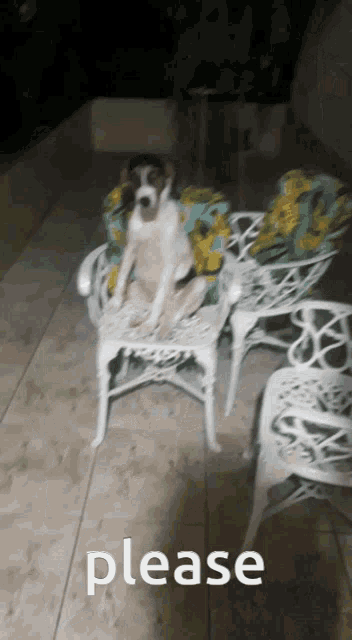 a dog is sitting on a chair with the word please written below it