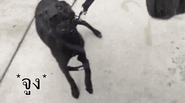 a black dog is walking on a leash on a sidewalk with a person .