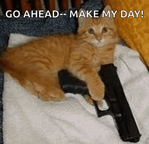 Cat Gun Meme - Cat Gun Fight - Discover & Share GIFs