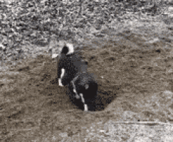 a black and white photo of a dog digging a hole in the dirt