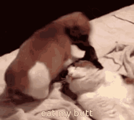 a dog and a cat are playing on a bed with the words eat my butt on the bottom .