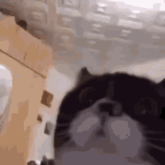 a black and white cat is looking at the camera in a kitchen .