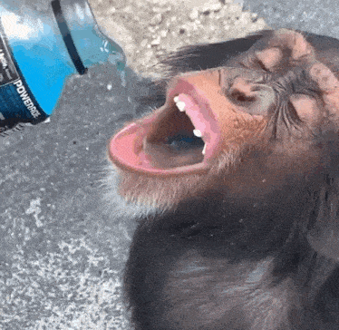 Monkey Monkey Drinks Coolaid GIF - Monkey Monkey Drinks Coolaid Monkey Excited GIFs