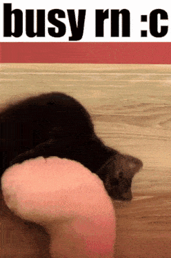 a cat is laying on the floor next to a person 's leg with the words busy rn : c above it