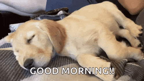 a puppy is sleeping on a blanket with the words good morning written below it