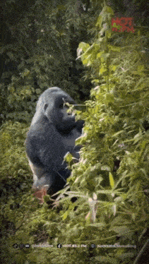 a gorilla is standing in a lush green forest with a hot 92.3 fm logo in the corner