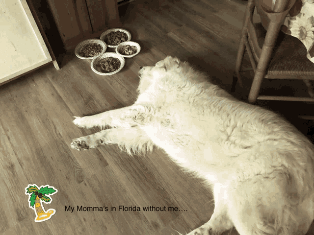 Mommas In Florida Cant Eat Moms In Florida Meme
