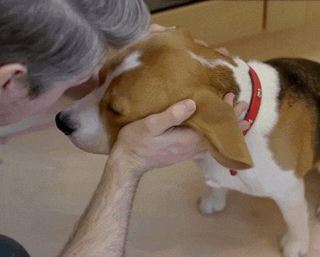 a brown and white dog with a red collar is being petted by a man