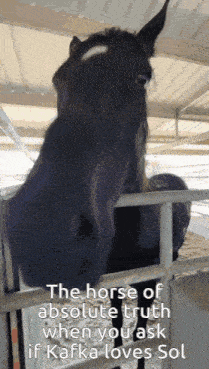 the horse of absolute truth when you ask if kafka loves sol is shown