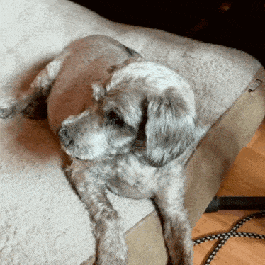 a small dog is laying on a couch with a blanket that says ' sherpa ' on it