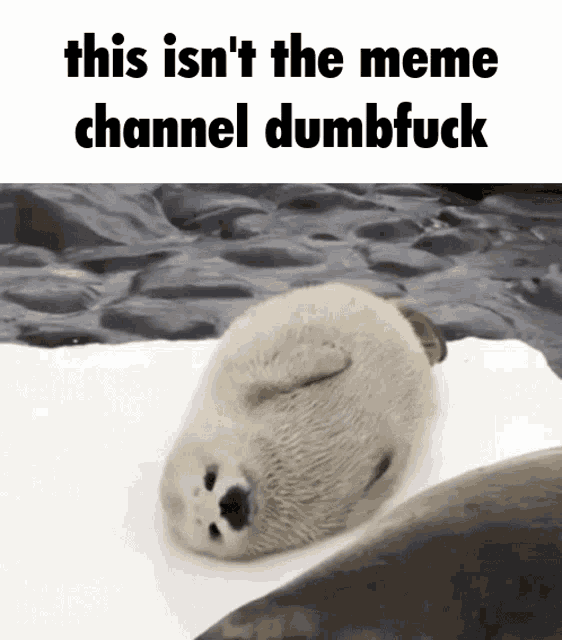 Seal Wholesome GIF - Seal Wholesome Memes GIFs
